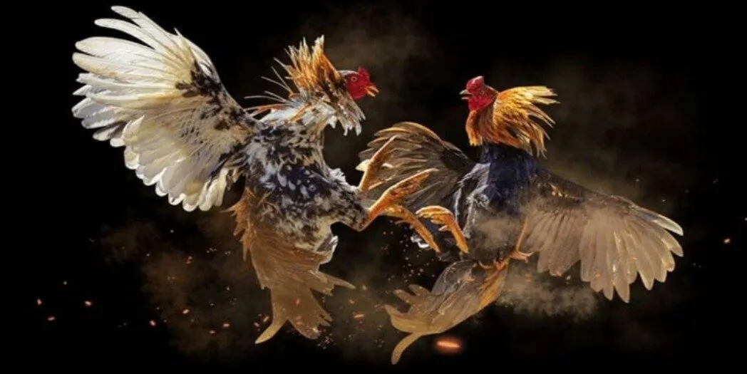 luat-da-ga-mien-nam-2