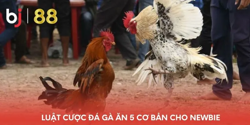 luat-cuoc-da-ga-an-5-co-ban-cho-newbie