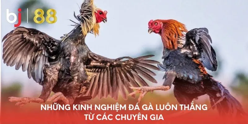 nhung-kinh-nghiem-da-ga-luon-thang-tu-cac-chuyen-gia