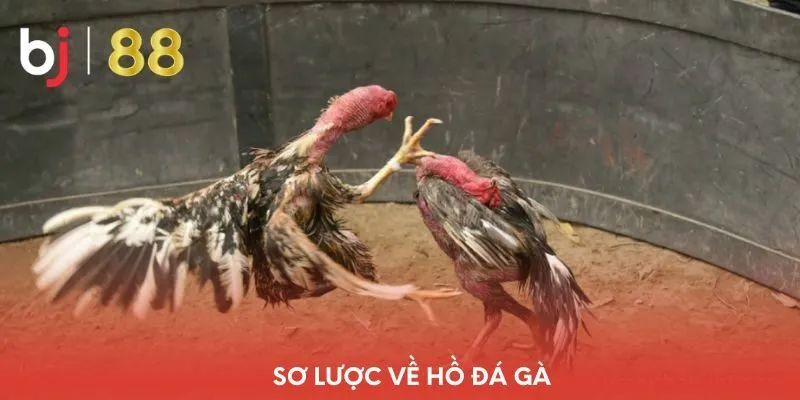 so-luoc-ve-ho-da-ga